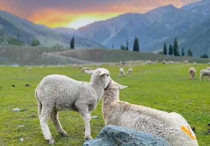 Jammu-Srinagar-Sonmarg-Pahalgam-Gulmarg Tour